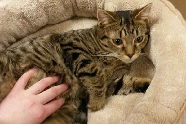 Behavioral Counseling